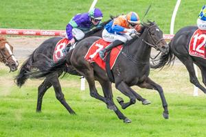 THE BELLE OF BENDIGO